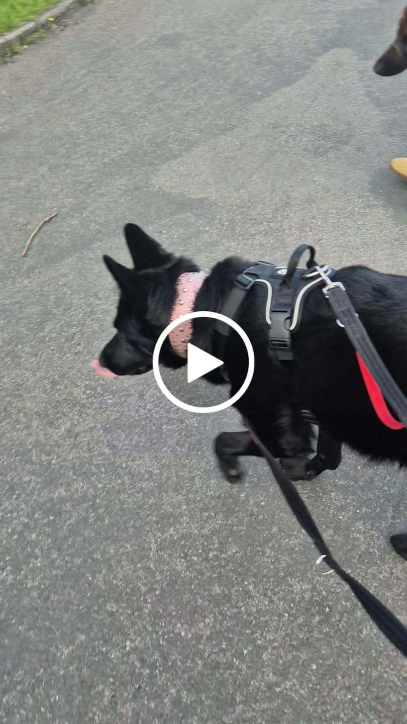Customer video review of Anti Pull Hurricane Harness Lighter | With Handle - Black