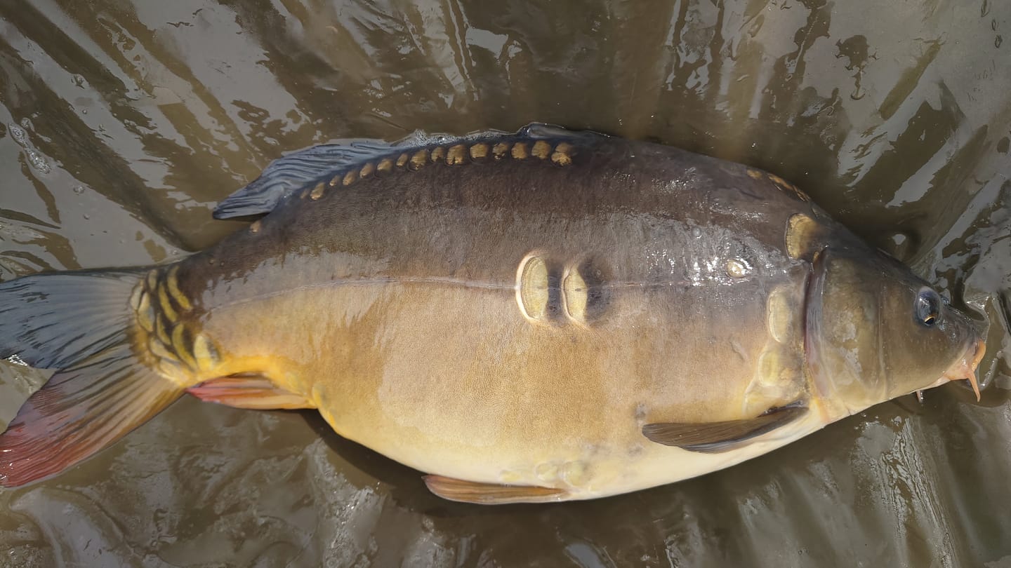 Customer photo review of INTENSIV - ALLTECH COPPENS