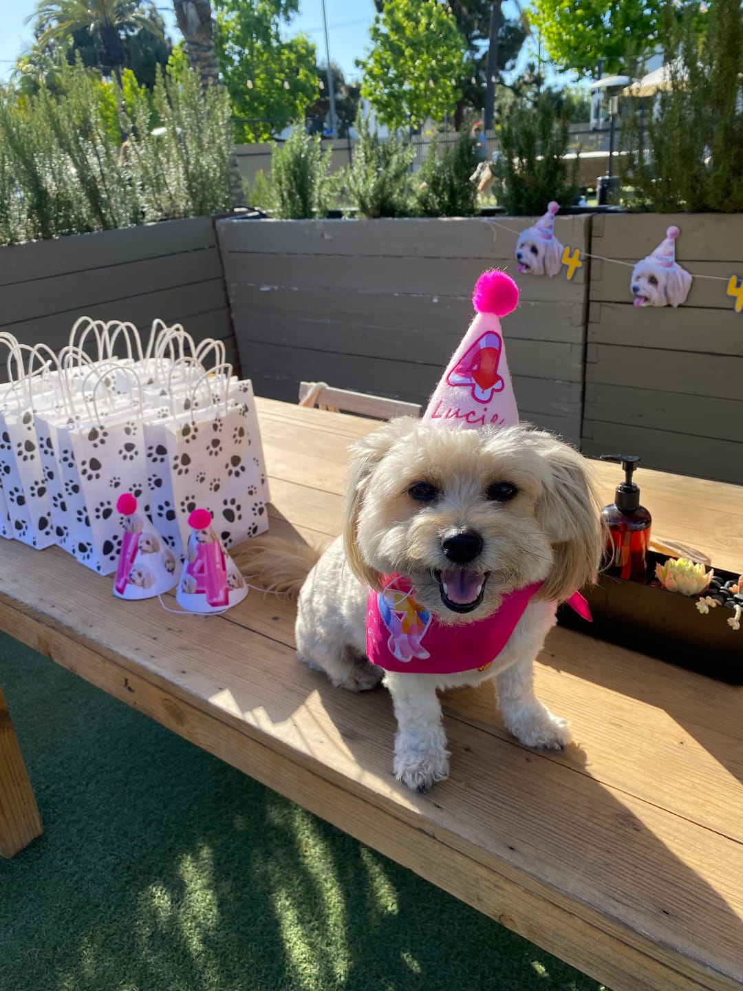 Customer photo review of Standard Personalized Dog Party Pack