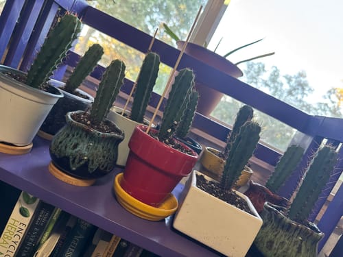 Customer photo review of Trichocereus Bridgesii | Bolivian Torch Cactus