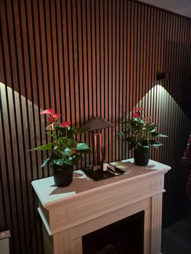 Customer photo review of LumiHalo