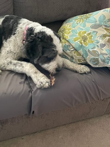 Customer photo review of 6" Gullet Strips For Dogs