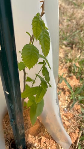 Customer photo review of Hybrid Chestnut