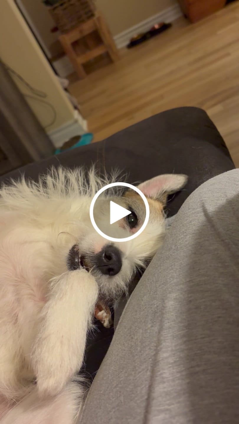 Customer video review of 6 Inch Standard Braided Bully Stick