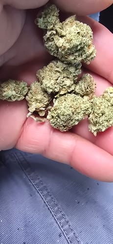Customer photo review of Gorilla Glue Indoor - Bulk - Hybrid