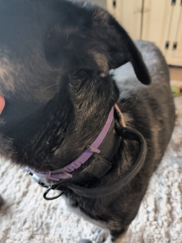 Close-up of a customer's dark-furred dog wearing the purple PawLax Collar around its neck.
