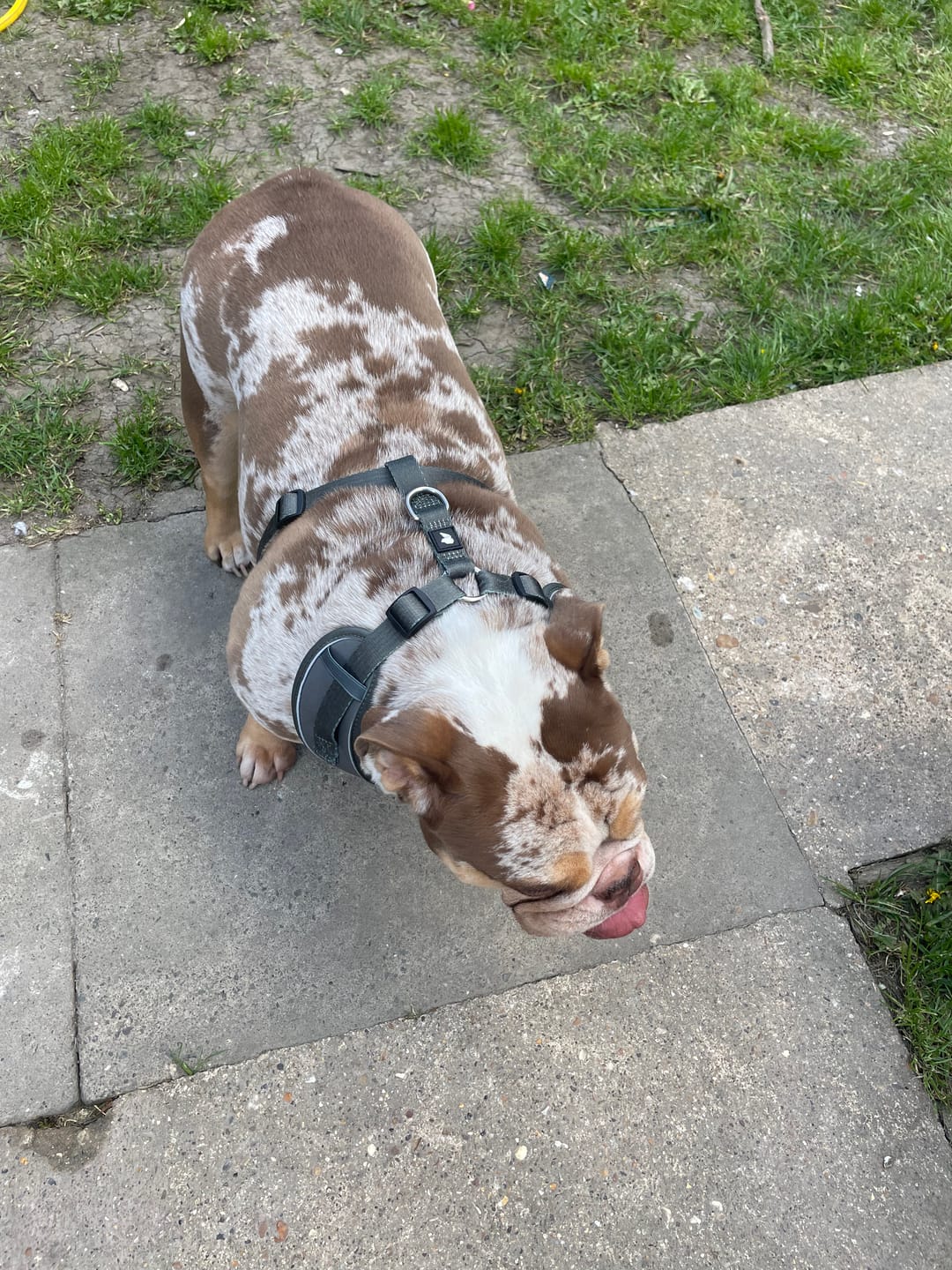 Customer photo review of Air-Lite Harness - Khaki
