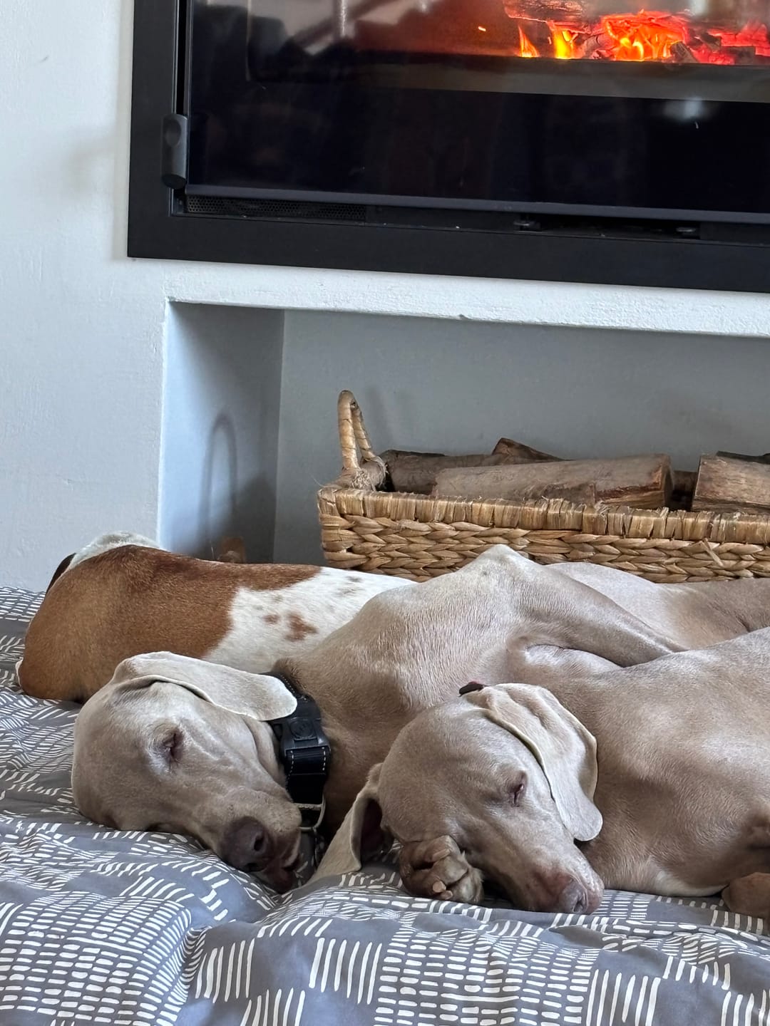 Customer photo review of FlexCare (Joint & Movement Support For Dogs)
