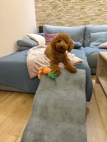 Customer photo review of FurStairs Gerinckímélő Kutyalépcső Rámpa Kialakítással – Ágyra és Kanapéra Ugrás Nélkül