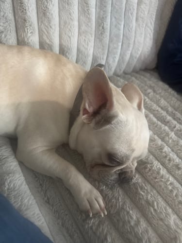 Reviewer's calm French bulldog sleeping peacefully on a couch while wearing the gifted gray collar.