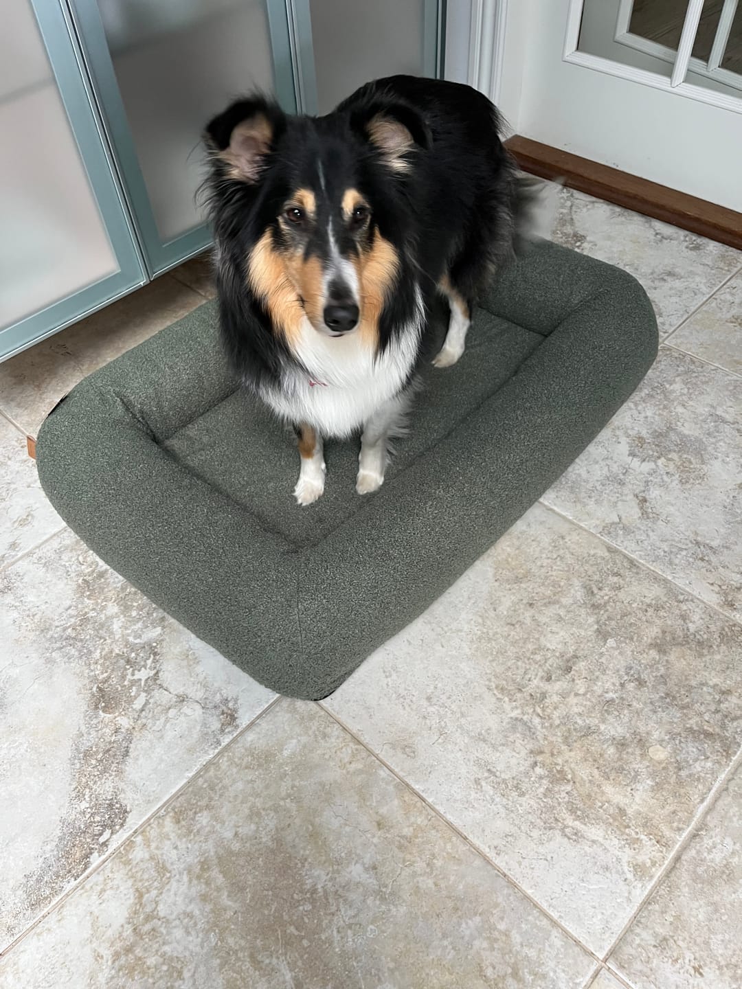 Customer photo review of Staey - Karla Ortopædisk Hundeseng, Moss Bouclé