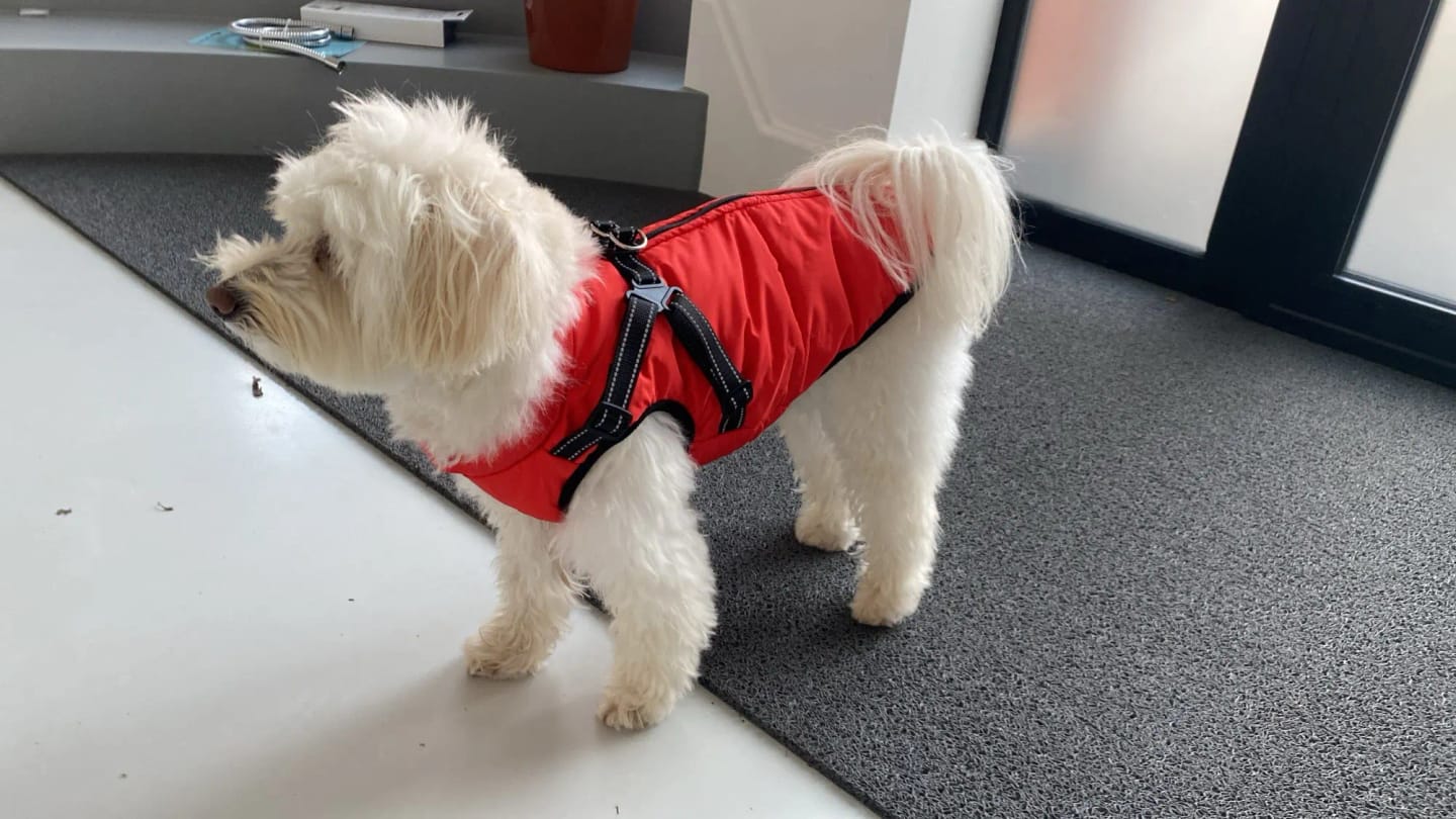 Customer photo review of Waterproof Warm Winter Dog Jacket With Harness | Dog Clothes