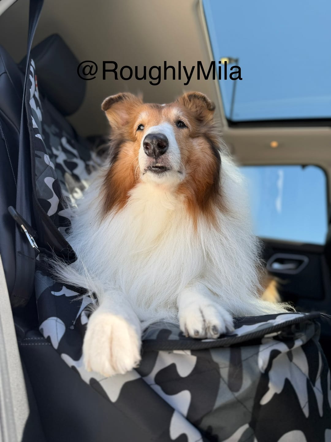 Customer photo review of Rear Seat Cover for Fold Down Seats - No Hammock - Regular