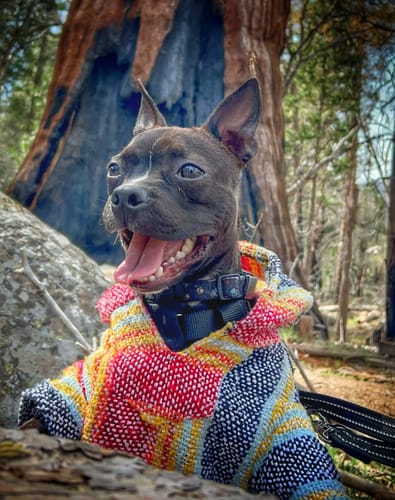 Customer photo review of Playa Poncho – Parrotfish