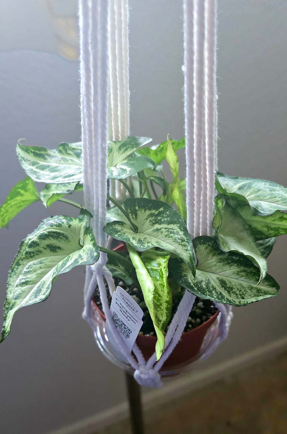 Customer photo review of Syngonium podophyllum 'Randy'