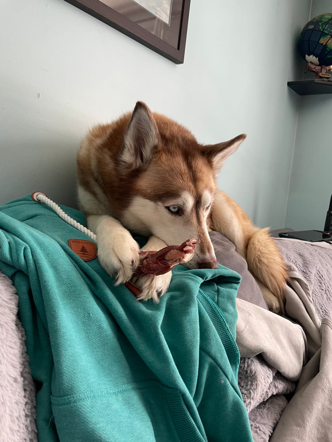 Customer photo review of 6 Inch Monster Braided Bully Stick