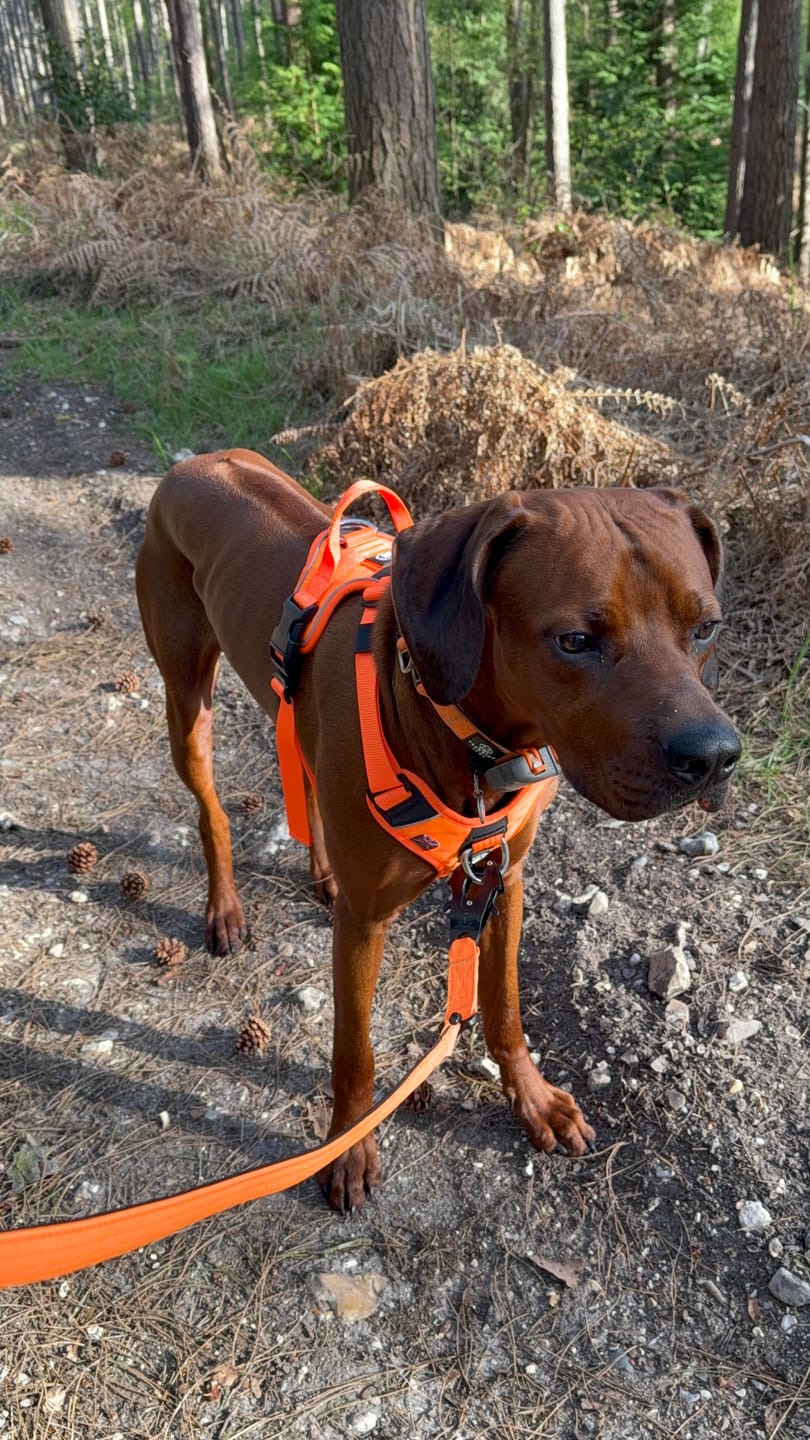 Customer photo review of 1.4m Swivel Combat Lead | Anti-Tangle & Secure Clip - Orange