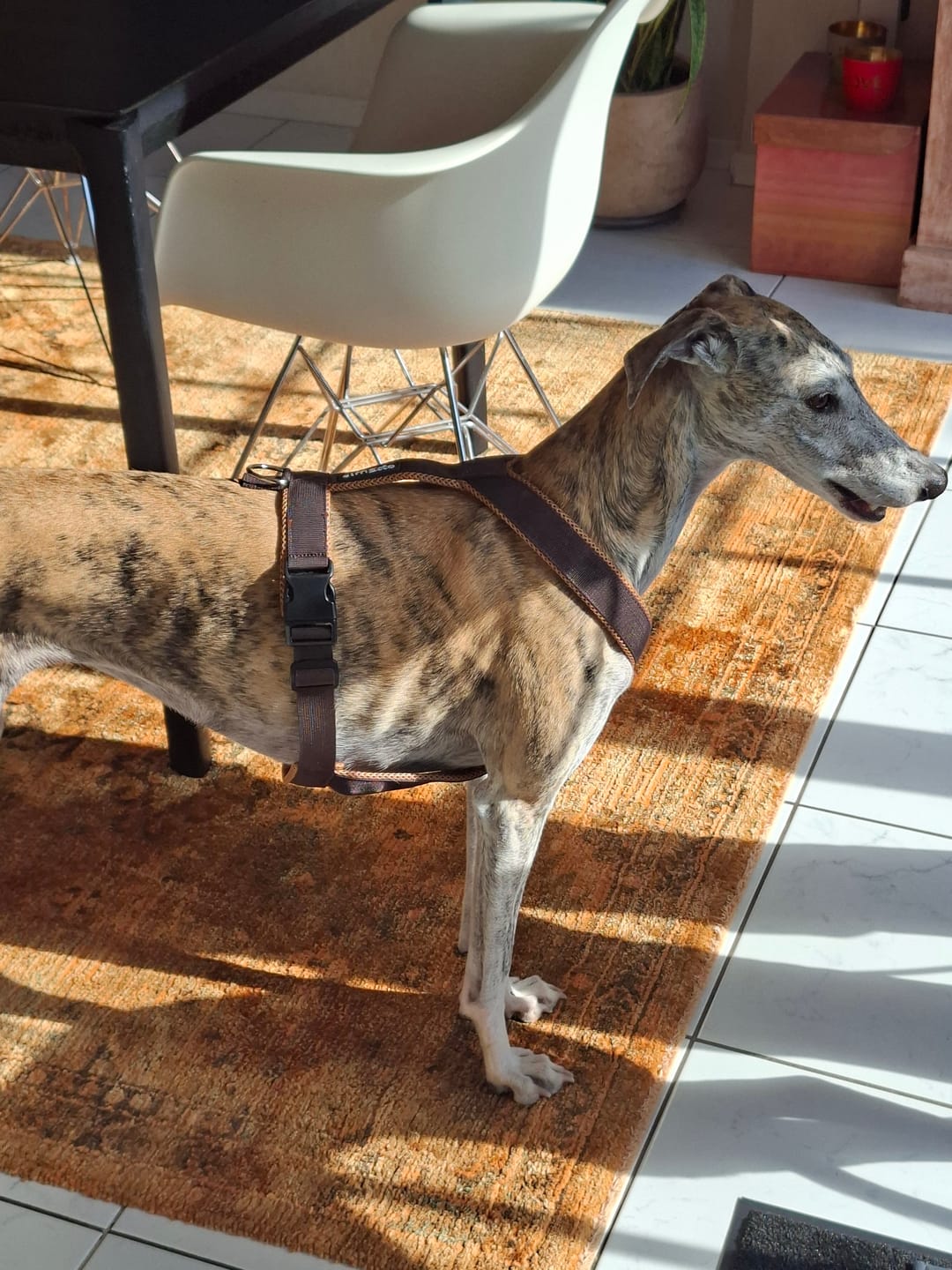 Customer photo review of Windhundgeschirr FUN "Toffee"