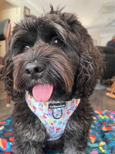 Customer photo review of HARNESS ADJUSTABLE - BEACH BLUEY