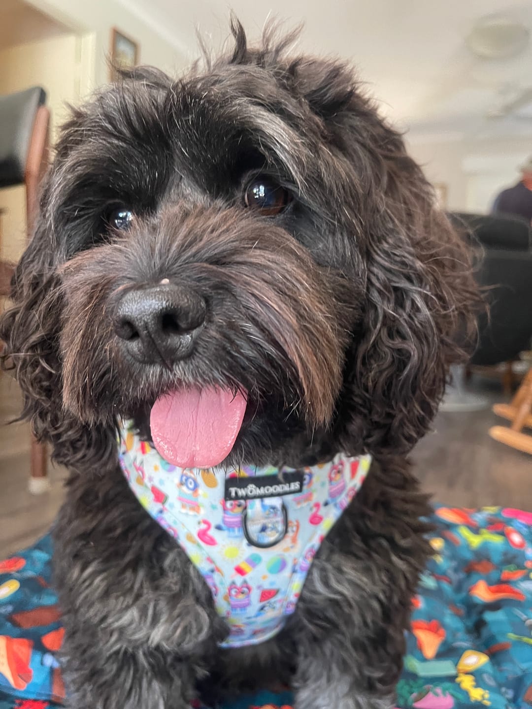 Customer photo review of HARNESS ADJUSTABLE - BEACH BLUEY