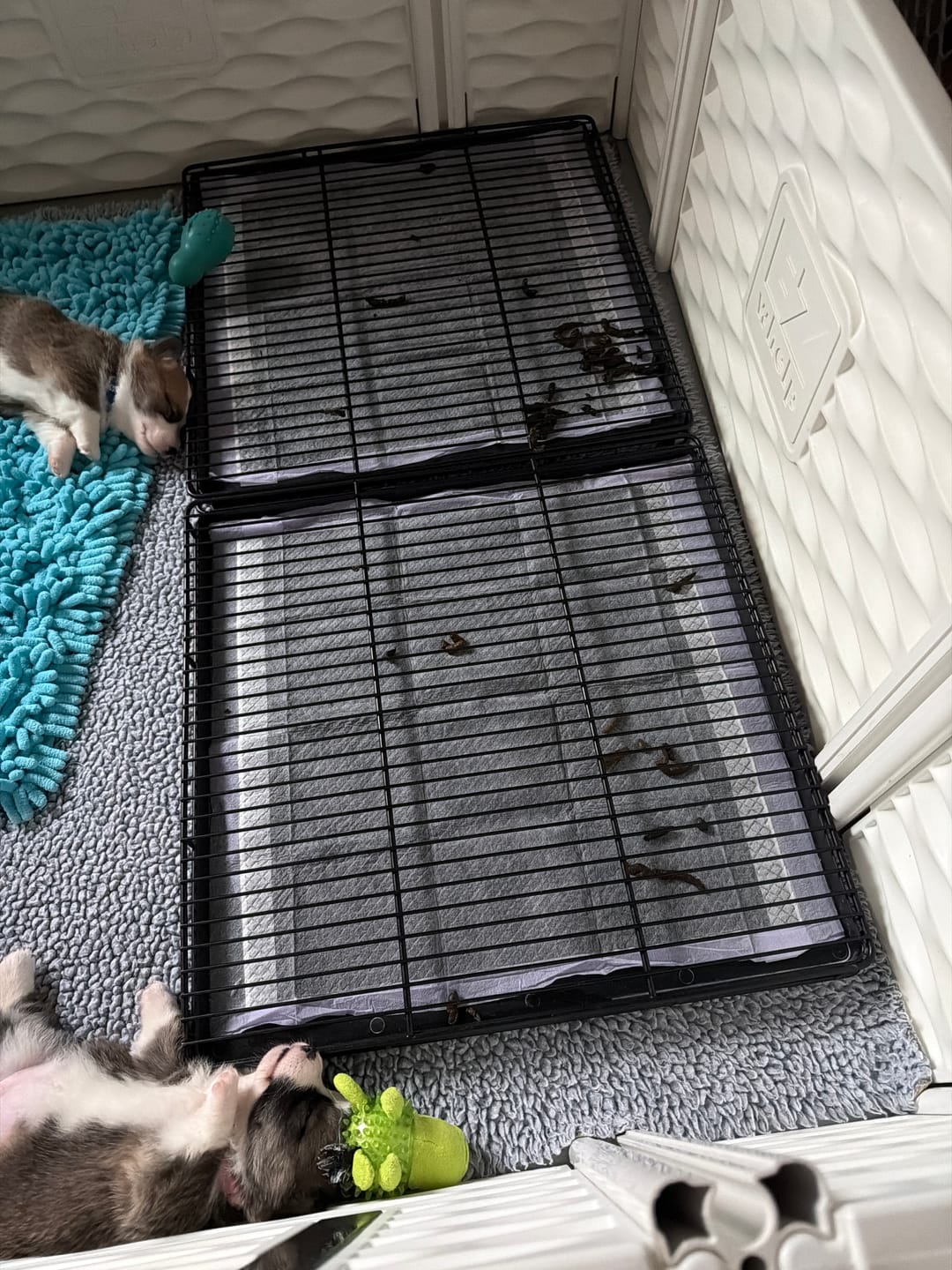 Customer photo review of Little Wolves Potty Tray 22" x 22" - Seconds Discount