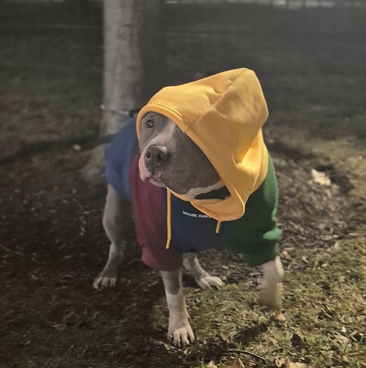 Customer photo review of Primary Color Block Dog Hoodie