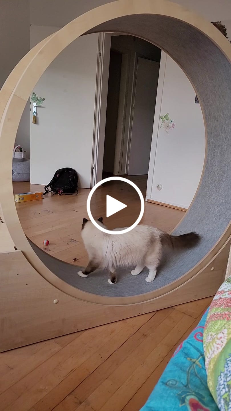 Customer video review of Elmato Katzenlaufrad Simba