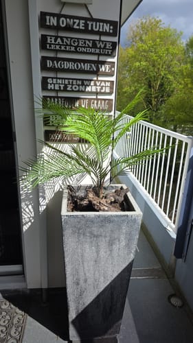 Customer photo review of Kunstpalm 80cm UV