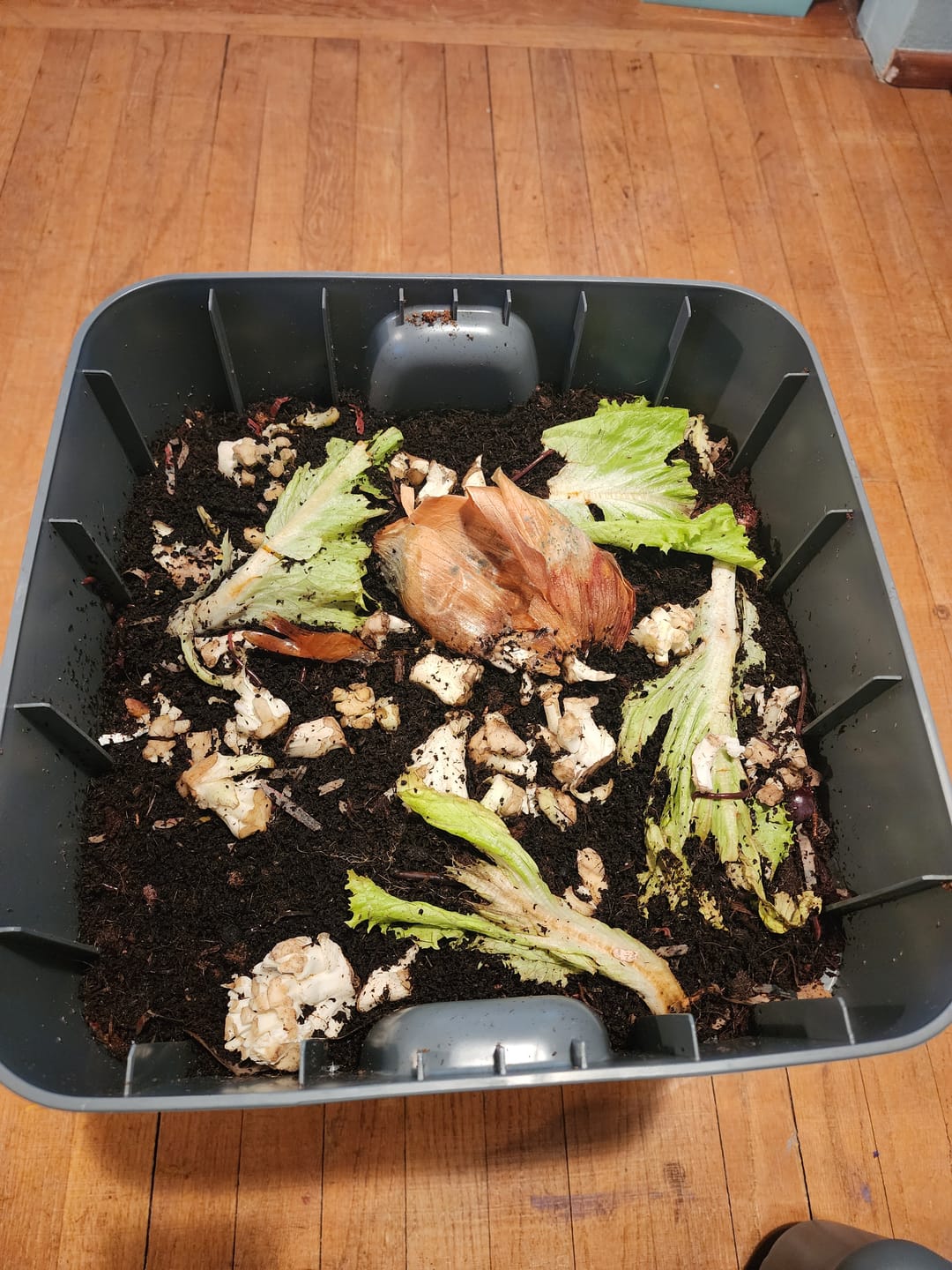 Customer photo review of Red Wigglers Composting Worms