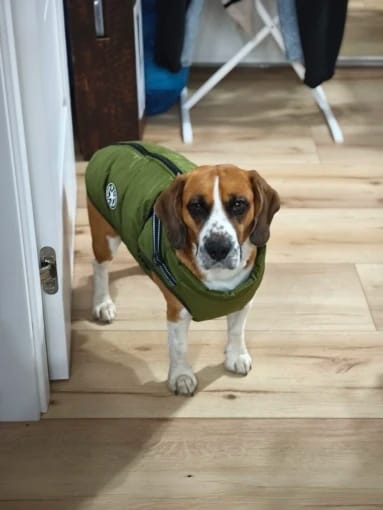 Customer photo review of Waterproof Warm Winter Dog Jacket With Harness | Dog Clothes