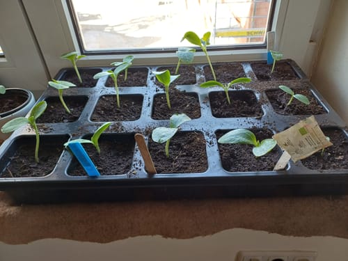 Customer photo review of Untersetzer für QuickPot Anzuchtplatten