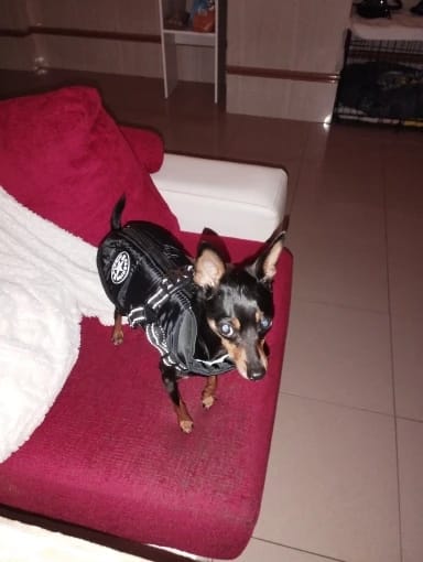 Customer photo review of Waterproof Warm Winter Dog Jacket With Harness | Dog Clothes