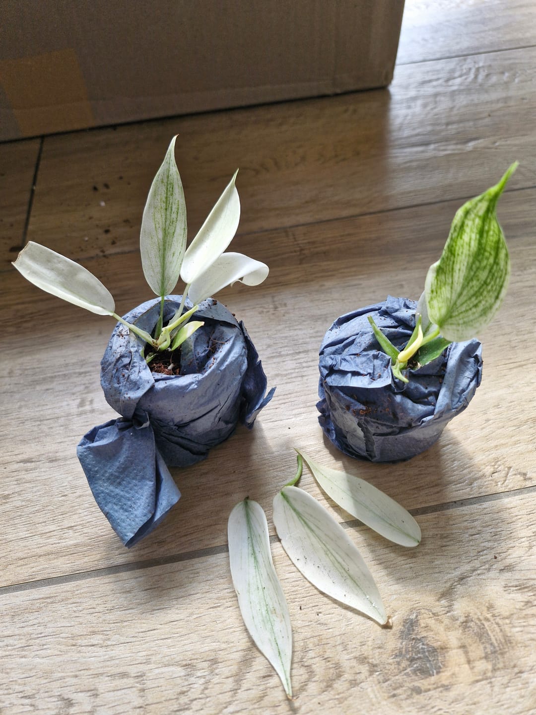 Customer photo review of PHILODENDRON FLORIDA GHOST