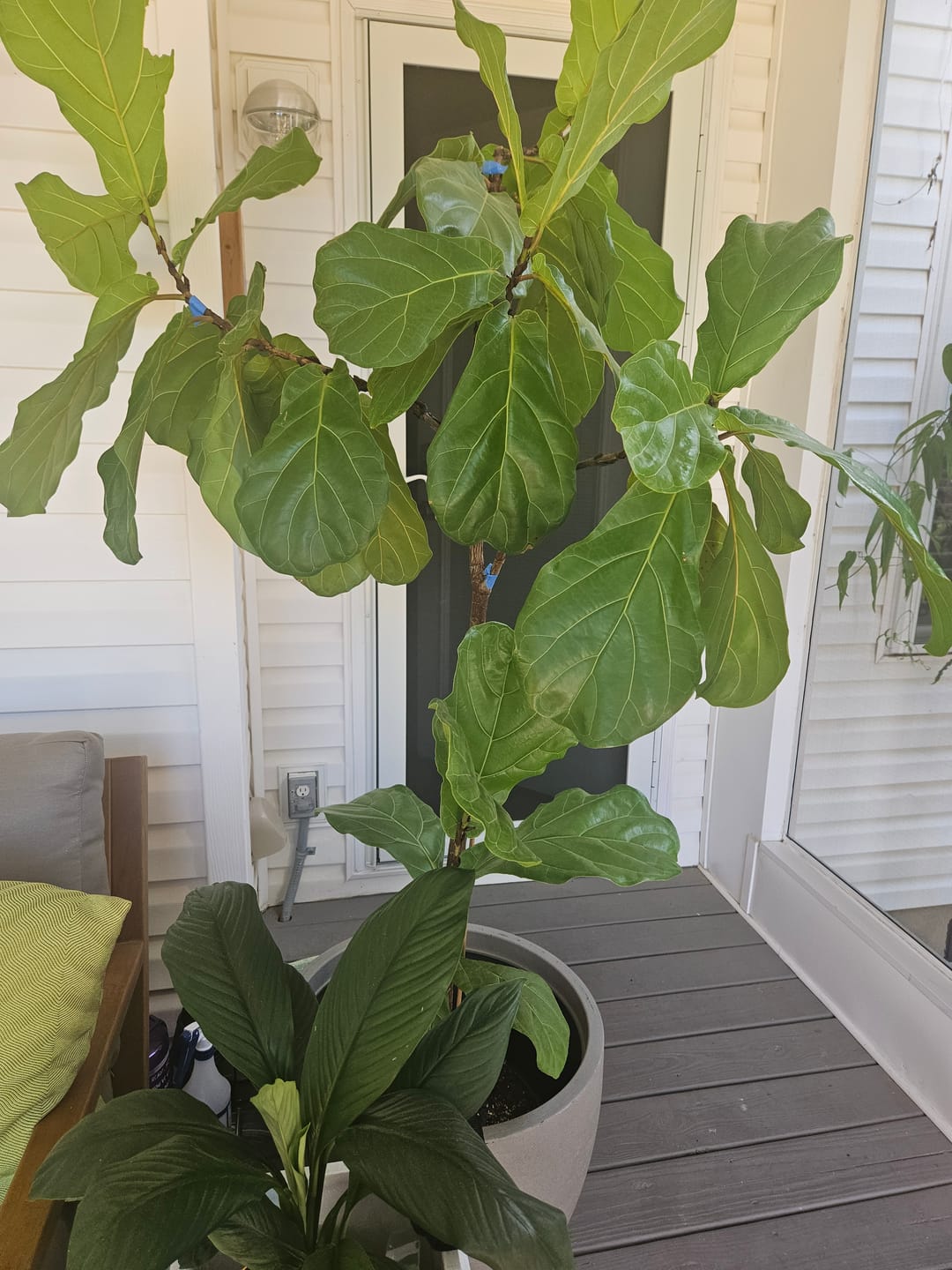 Customer photo review of Leaf Cleanse