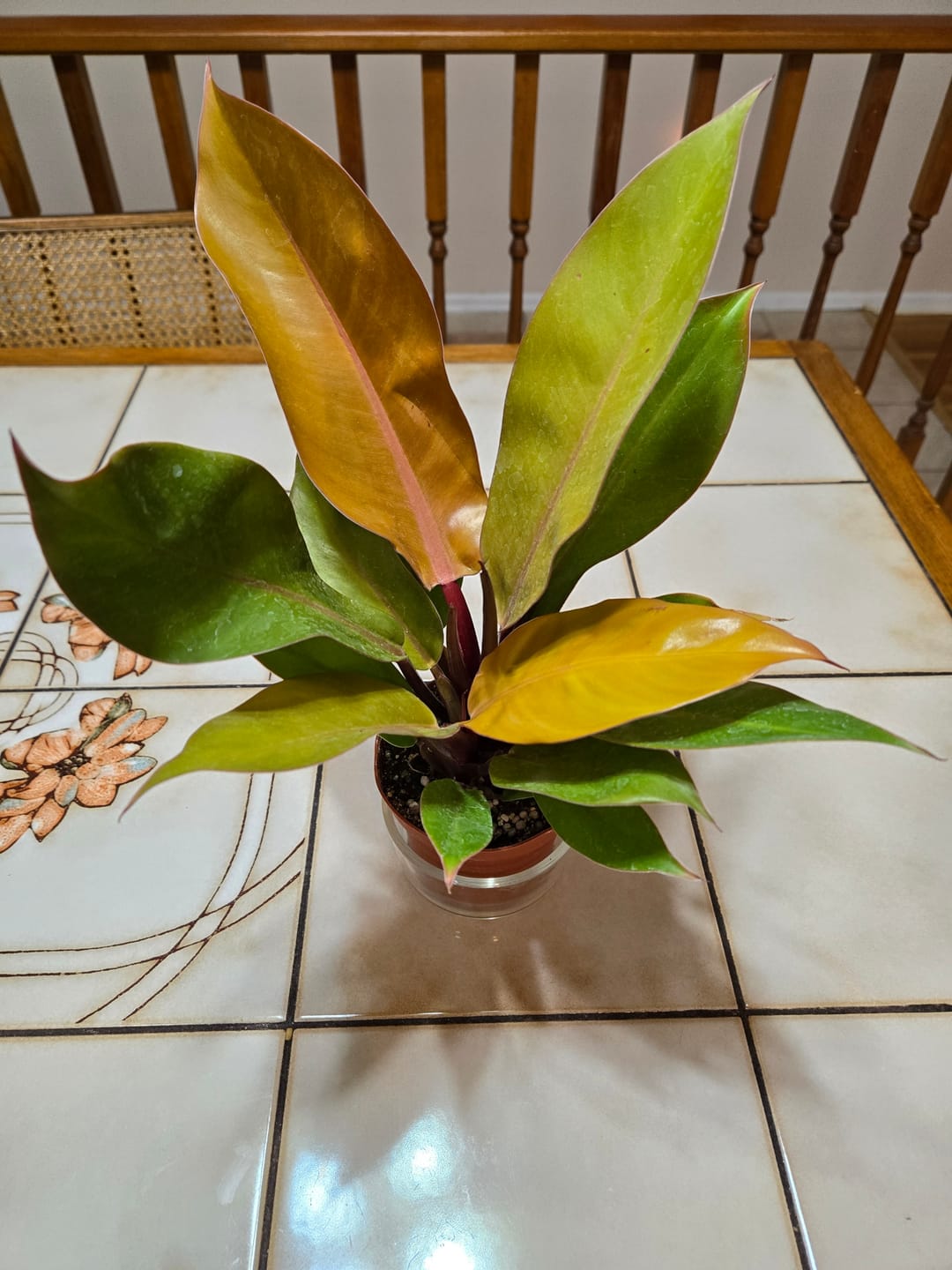 Customer photo review of Philodendron ‘Ring of Fire’
