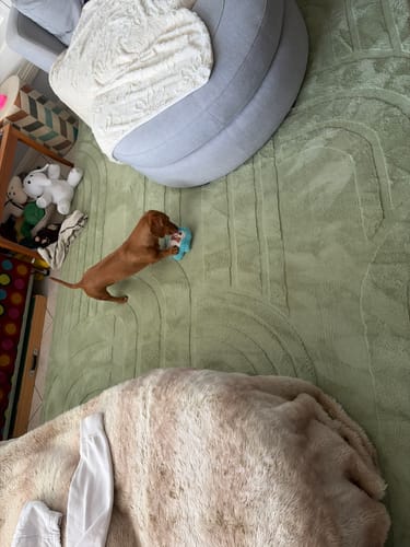 Reviewer's dachshund plays on a soft Pistachio Green Mellow Mat in a lounge room.
