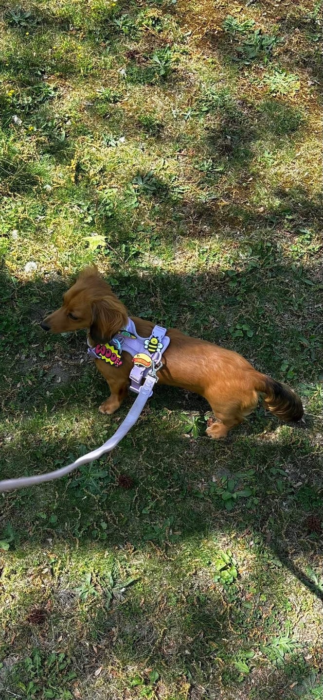 Customer photo review of Woof Jiby Dog Charm