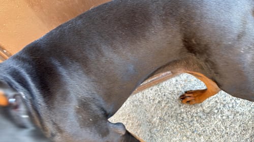 Customer photo review of DOG BLISS™ Triple Colágeno