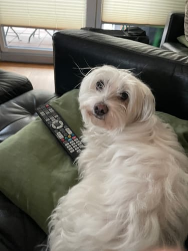 Ein Kunde zeigt seinen kleinen weißen Hund auf einem Sofa, im Kontext der Bewertung des Wurmtest Basic Hund.