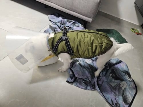 Customer photo review of Waterproof Warm Winter Dog Jacket With Harness | Dog Clothes
