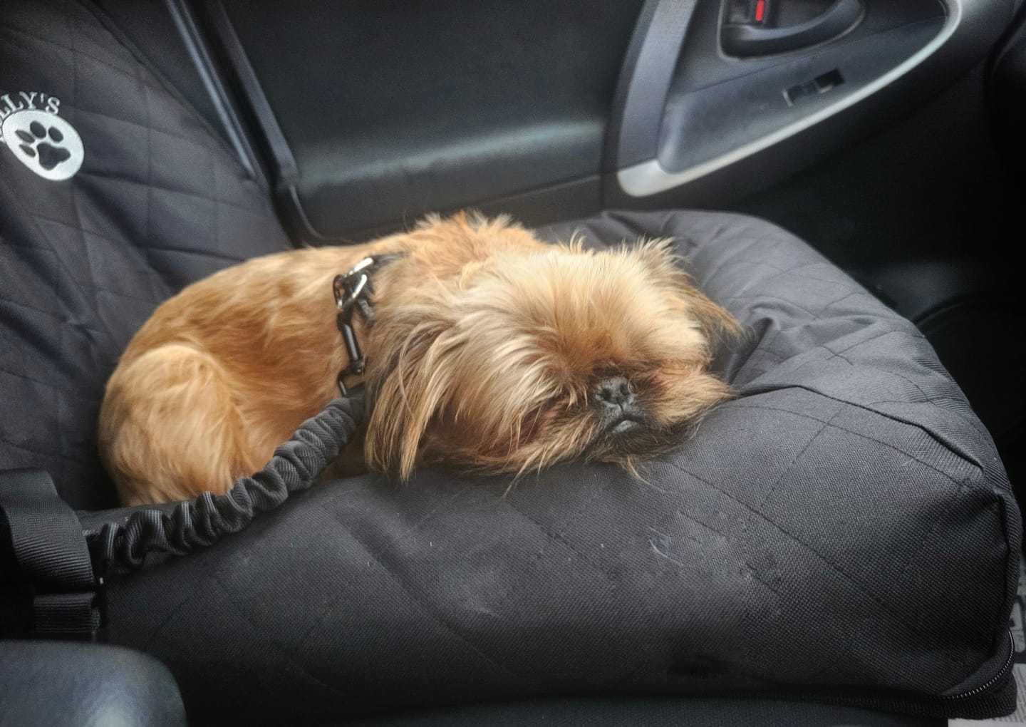 Customer photo review of Car Seat Cover