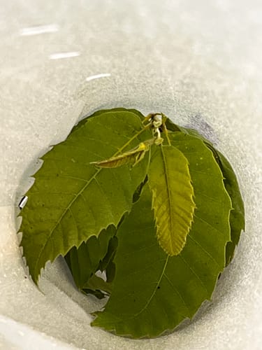 Customer photo review of Hybrid Chestnut