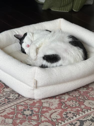 Customer photo review of Dubu Bed