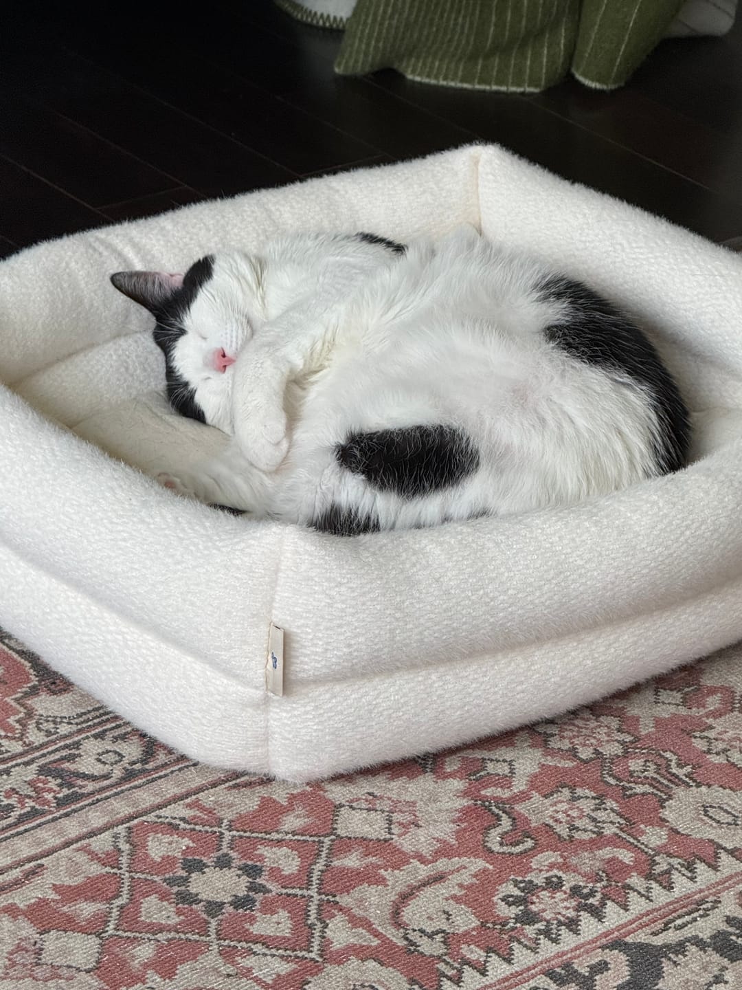 Customer photo review of Dubu Bed