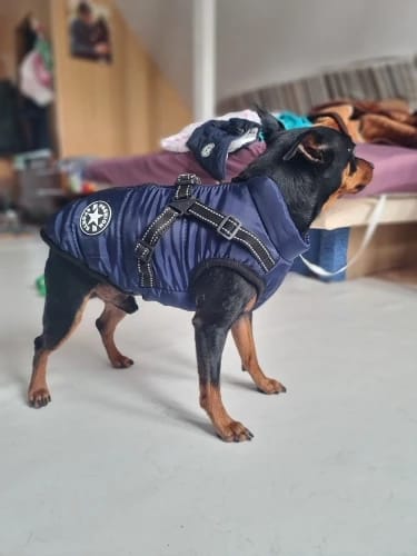 Customer photo review of Waterproof Warm Winter Dog Jacket With Harness | Dog Clothes