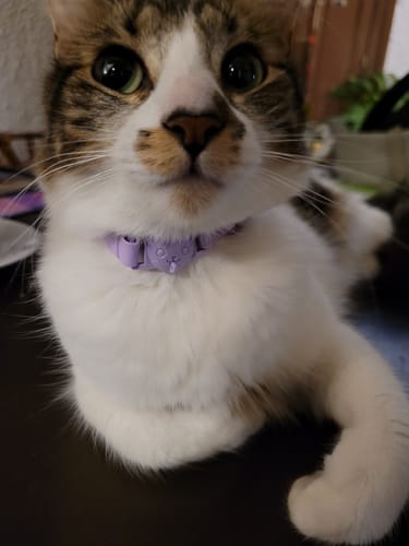 Customer photo review of Collar PVC Lavable (Gato)