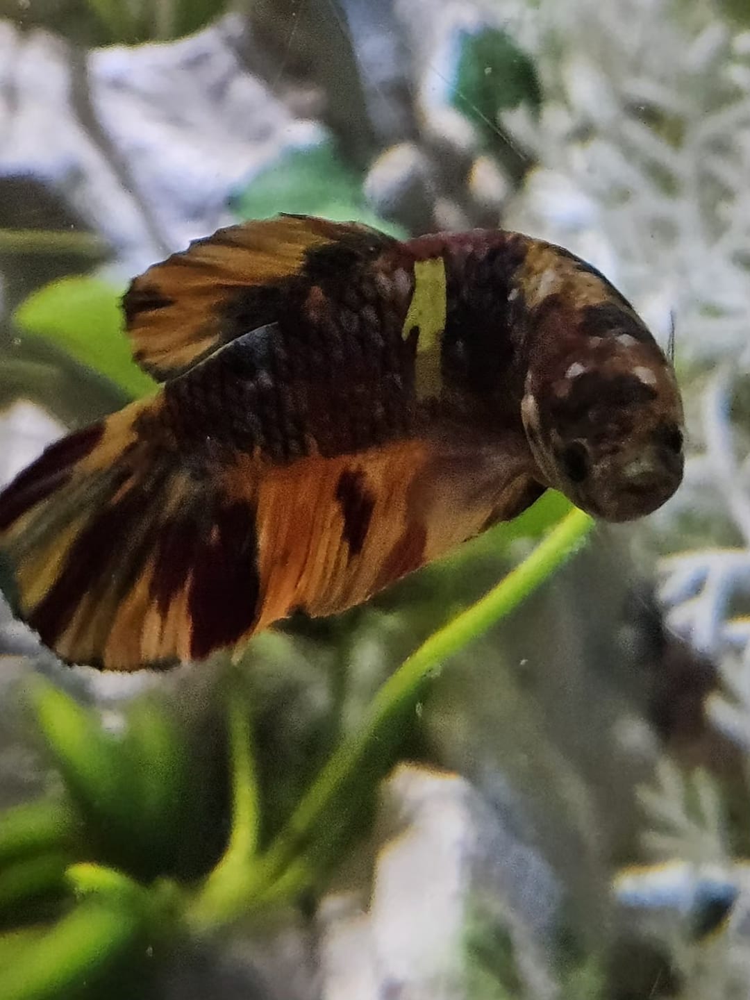 Customer photo review of Multicolor King Giant Plakat Male Betta Fish | Mystery Betta