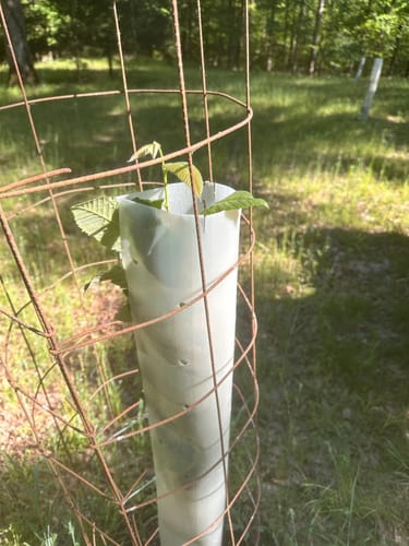 Customer photo review of Hybrid Chestnut