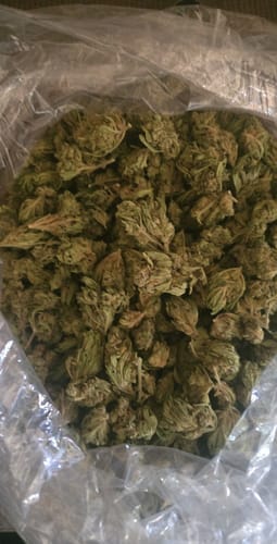 Customer photo review of Butterscotch OG - Bulk - Indica