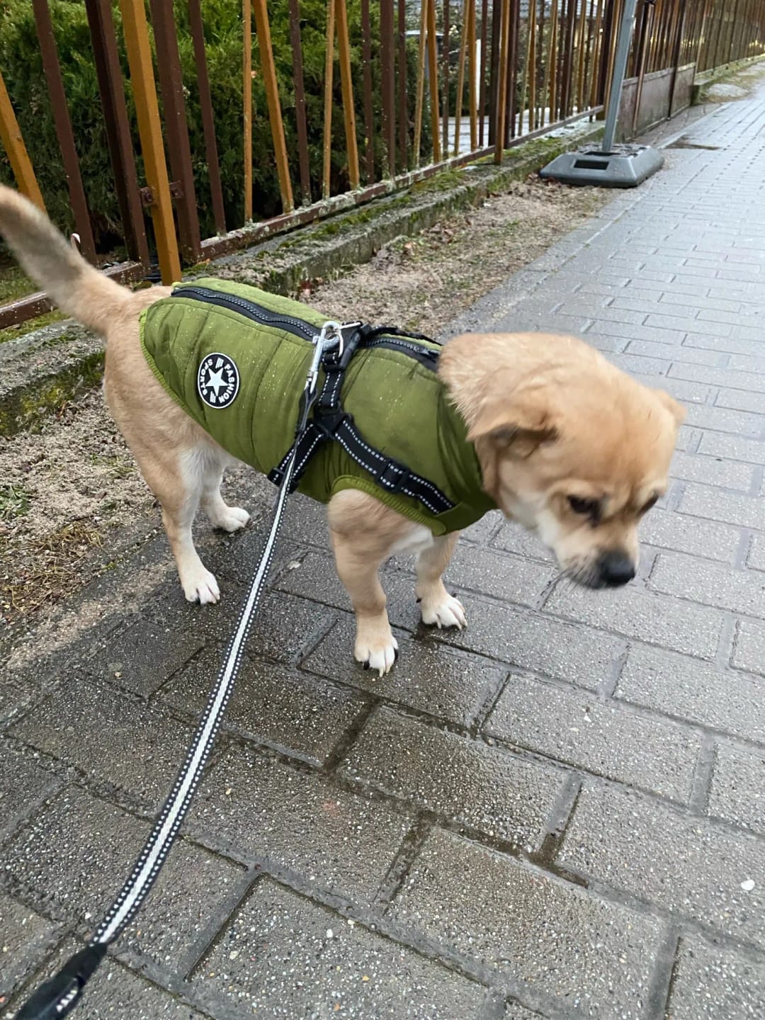 Customer photo review of Waterproof Warm Winter Dog Jacket With Harness | Dog Clothes